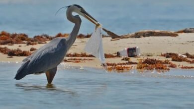 Foto de Oceanos de plástico, um problema sério