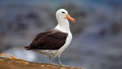 Foto de Plástico é encontrado em estômago de albatroz