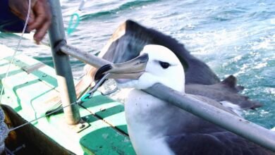 Foto de Pesquisa revela matança intencional de albatrozes em pescarias