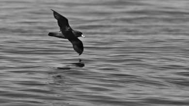 Foto de Duas aves oceânicas passam por tratamento