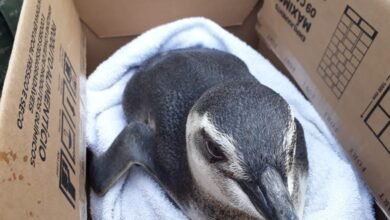 Foto de Em ações do PMP-BS, Instituto contabiliza 402 Pinguins-de-Magalhães resgatados desde o dia 20 de junho