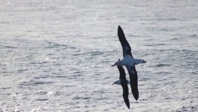 Foto de No dia das aves, um pouco sobre as aves marinhas e sua importância