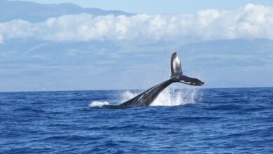 Foto de O Instituto e o atendimento à fauna marinha: 5 anos de parceria com o PMP/BS