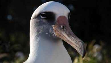 Foto de Albatroz Wisdom retorna ao Atol de Midway para mais uma temporada reprodutiva