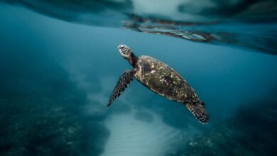 Foto de PMP-BS registrou 1003 ocorrências com animais marinhos em 2020